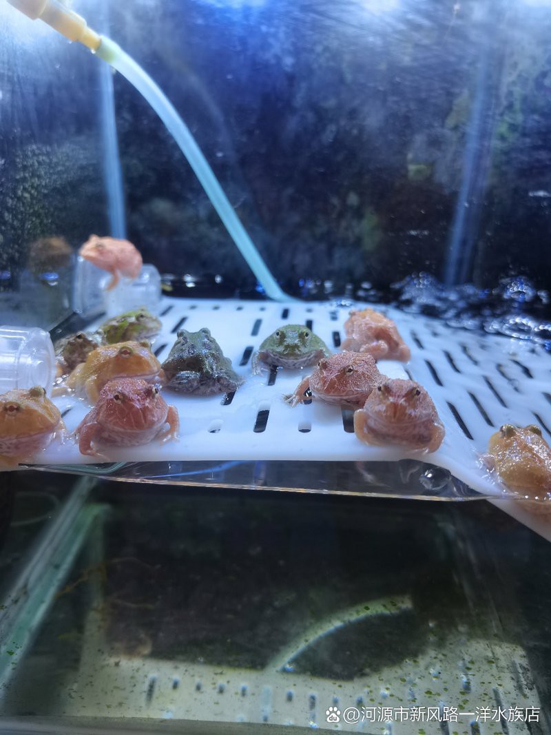 河源水族店，關于“河源水族店”的一段摘要