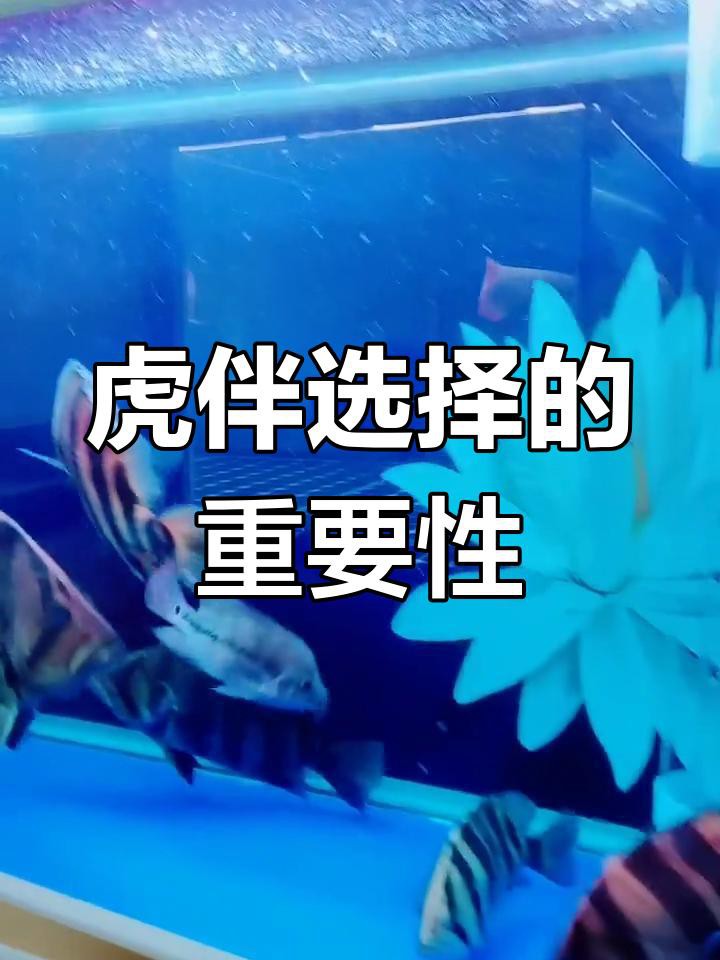 如何選擇適合與龍魚混養的虎魚？，《如何選擇適合與龍魚混養的虎魚》 如何選擇適合與龍魚混養的虎魚？，《如何選擇適合與龍魚混養的虎魚》 龍魚論壇 第4張