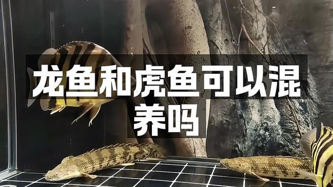 如何選擇適合與龍魚混養的虎魚？，《如何選擇適合與龍魚混養的虎魚》 如何選擇適合與龍魚混養的虎魚？，《如何選擇適合與龍魚混養的虎魚》 龍魚論壇 第1張