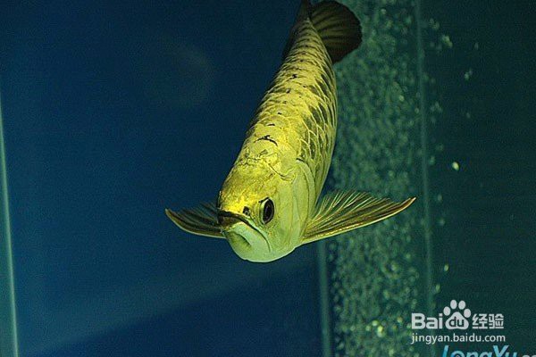 如何區分金龍魚24K金和金頭，如何區分金龍魚“24k金”與“金頭”品種