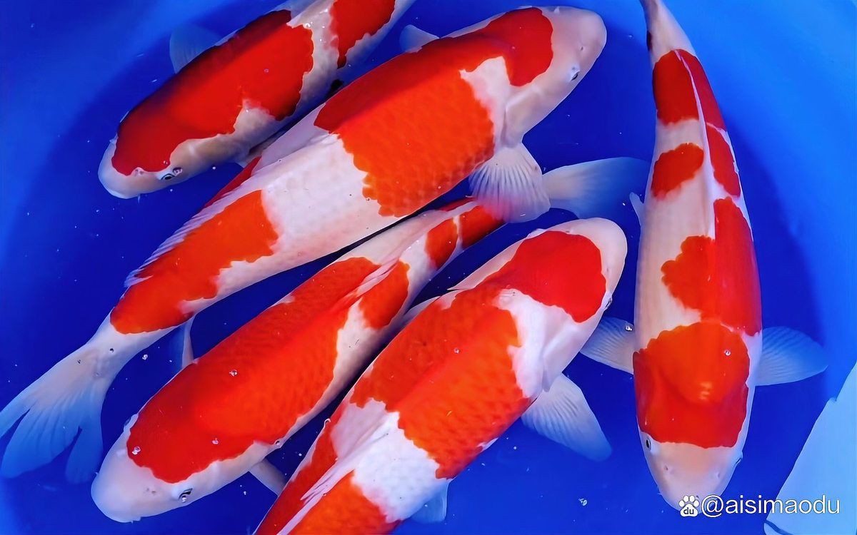 鯉魚全部品種，錦鯉怎么區分檔次有哪些品種多少花色aisimaodu 鯉魚全部品種，錦鯉怎么區分檔次有哪些品種多少花色aisimaodu 龍魚百科 第5張
