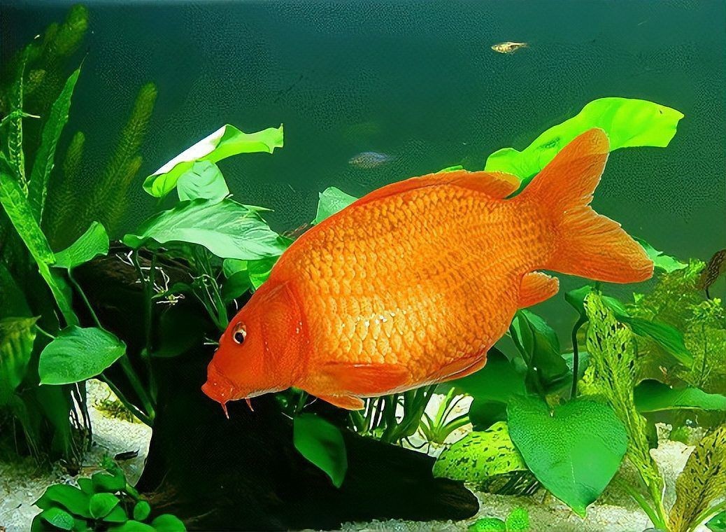 鯉魚全部品種，錦鯉怎么區分檔次有哪些品種多少花色aisimaodu 鯉魚全部品種，錦鯉怎么區分檔次有哪些品種多少花色aisimaodu 龍魚百科 第1張