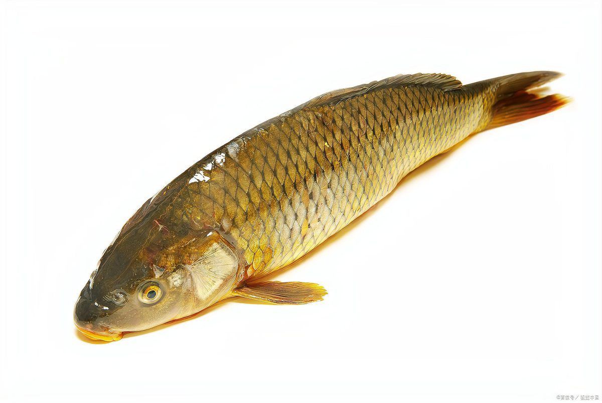 鯉魚全部品種，錦鯉怎么區分檔次有哪些品種多少花色aisimaodu 鯉魚全部品種，錦鯉怎么區分檔次有哪些品種多少花色aisimaodu 龍魚百科 第2張