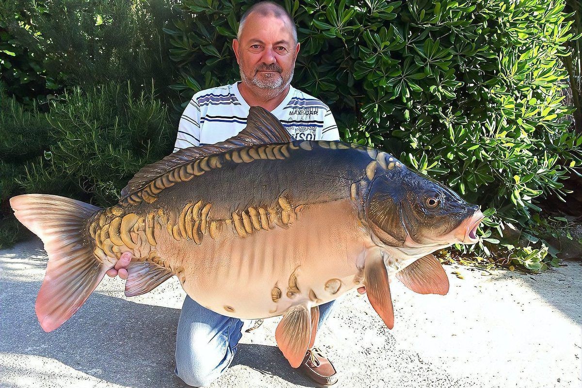 鯉魚全部品種，錦鯉怎么區分檔次有哪些品種多少花色aisimaodu 鯉魚全部品種，錦鯉怎么區分檔次有哪些品種多少花色aisimaodu 龍魚百科 第4張