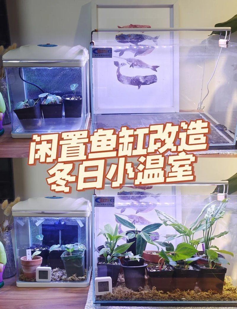 神木魚缸維護(hù)，神木魚缸專業(yè)維護(hù)全攻略