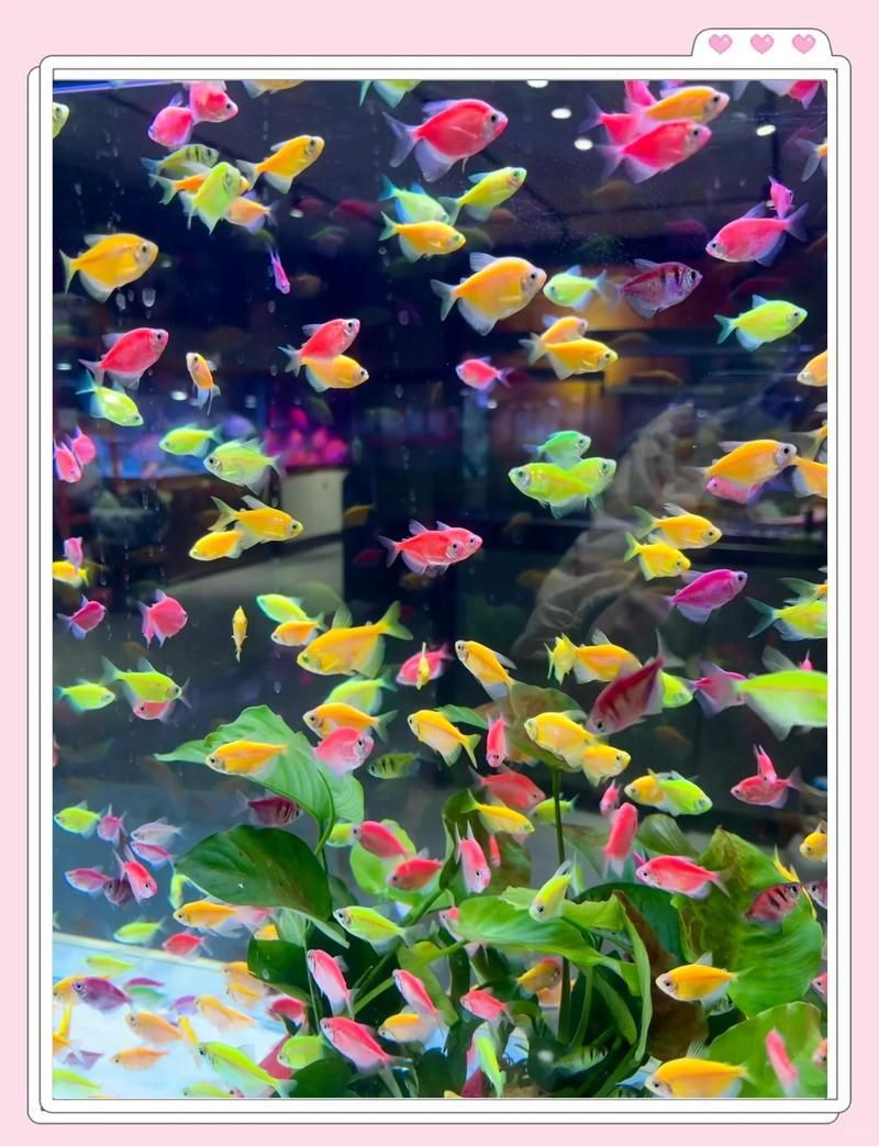 張家口水族店，張家口水族店經(jīng)營范圍