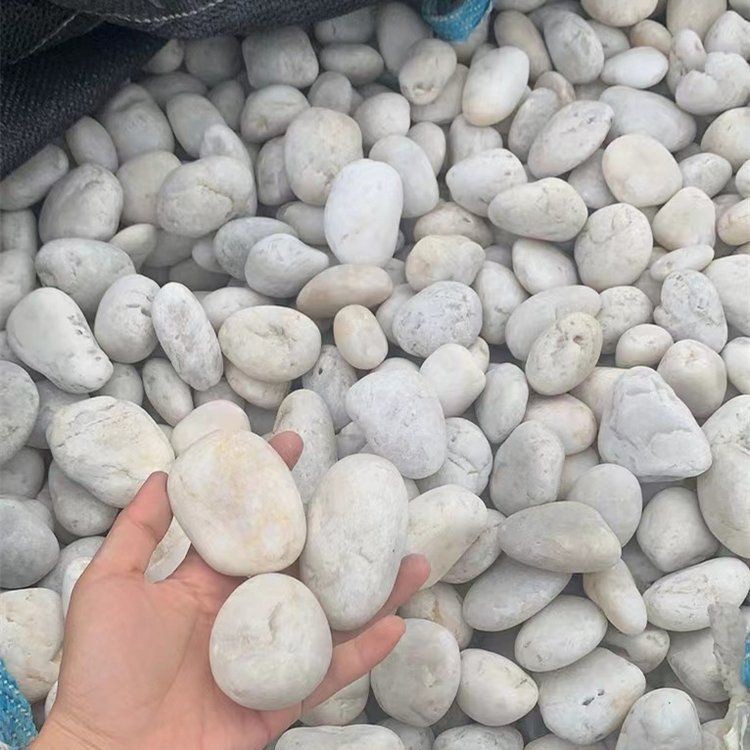 漳州水族批發市場，漳州水族批發市場是當地重要的水產及觀賞魚集散地