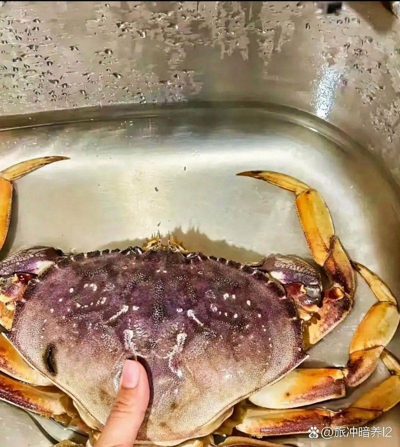 漳州水族批發市場，漳州水族批發市場是當地重要的水產及觀賞魚集散地
