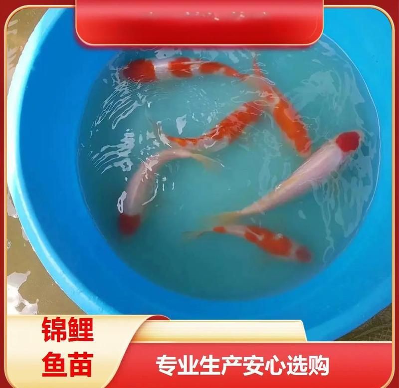 漳州水族批發市場，漳州水族批發市場是當地重要的水產及觀賞魚集散地