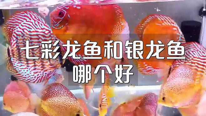 七彩龍魚和銀龍魚哪個更適合新手？，七彩龍魚和銀龍魚哪個好evan漫游記漫游記