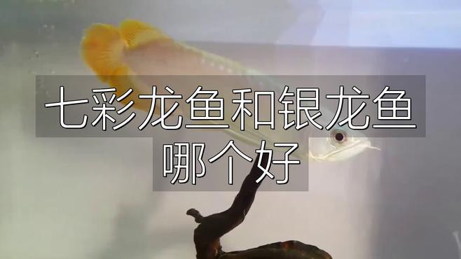 七彩龍魚和銀龍魚哪個(gè)更適合新手？，七彩龍魚和銀龍魚哪個(gè)好evan漫游記漫游記