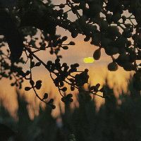 大連魚缸批發市場，大連魚缸批發市場分布