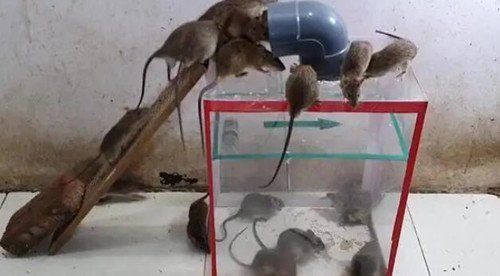 家庭滅鼠最佳方法，《家庭建立科學滅鼠最佳方法》 家庭滅鼠最佳方法，《家庭建立科學滅鼠最佳方法》 全國水族館企業名錄 第4張