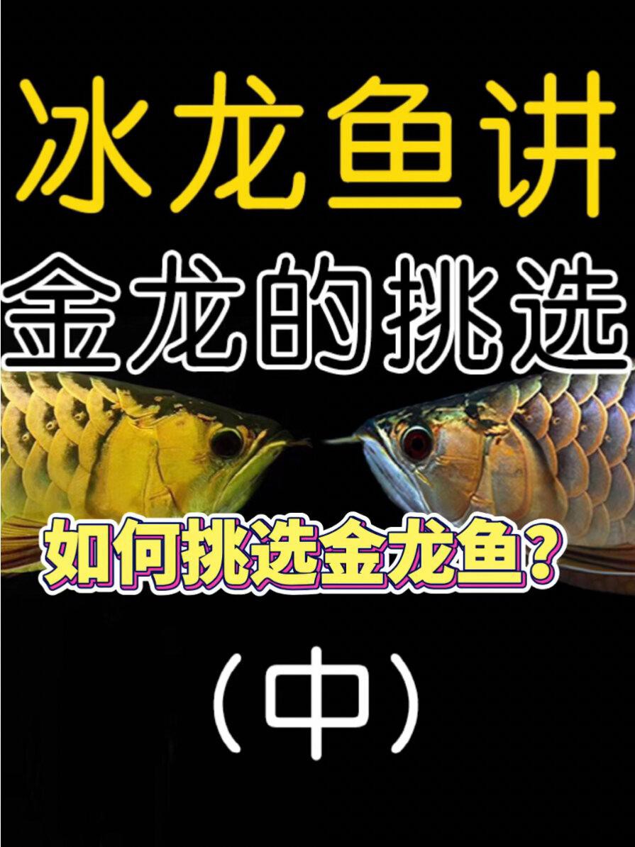 60公分金龍魚如何挑選，60公分金龍魚的價格是多少？