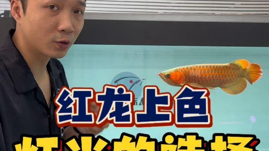 如何設置紅龍魚缸的燈光？，紅龍魚缸增艷燈讓紅龍更亮眼,色彩搭配技巧大揭秘