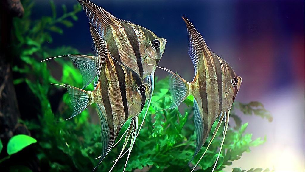 秘魯神仙魚和埃及神仙魚哪個更漂亮，關于秘魯神仙魚與埃及神仙魚誰更漂亮見過10種以上的都是大神 秘魯神仙魚和埃及神仙魚哪個更漂亮，關于秘魯神仙魚與埃及神仙魚誰更漂亮見過10種以上的都是大神 龍魚百科 第6張