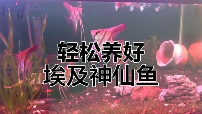 秘魯神仙魚和埃及神仙魚哪個更漂亮，關于秘魯神仙魚與埃及神仙魚誰更漂亮見過10種以上的都是大神 秘魯神仙魚和埃及神仙魚哪個更漂亮，關于秘魯神仙魚與埃及神仙魚誰更漂亮見過10種以上的都是大神 龍魚百科 第5張