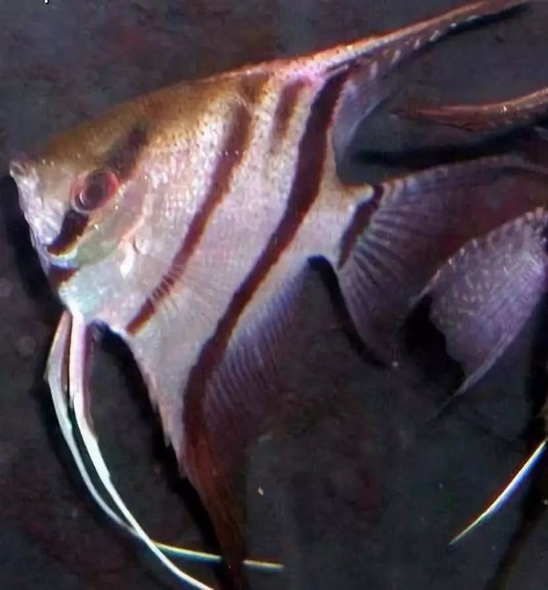 秘魯神仙魚和埃及神仙魚哪個更漂亮，關于秘魯神仙魚與埃及神仙魚誰更漂亮見過10種以上的都是大神