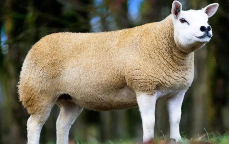 有哪些著名的金龍魚拍賣記錄？，世界上最貴的動(dòng)物居然是這些動(dòng)物過背金龍拍出天價(jià) 有哪些著名的金龍魚拍賣記錄？，世界上最貴的動(dòng)物居然是這些動(dòng)物過背金龍拍出天價(jià) 龍魚論壇 第3張