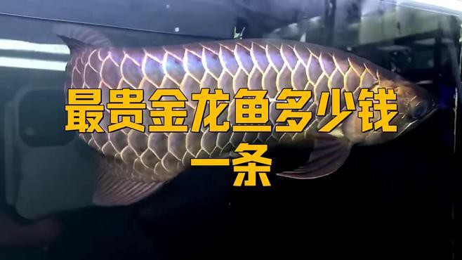 有哪些著名的金龍魚拍賣記錄？，世界上最貴的動(dòng)物居然是這些動(dòng)物過背金龍拍出天價(jià) 有哪些著名的金龍魚拍賣記錄？，世界上最貴的動(dòng)物居然是這些動(dòng)物過背金龍拍出天價(jià) 龍魚論壇 第2張