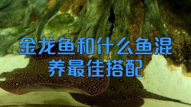 B過背金龍魚的最佳混養伙伴有哪些？，b過背金龍魚的最佳混養伙伴b過背金龍魚最佳搭配對象