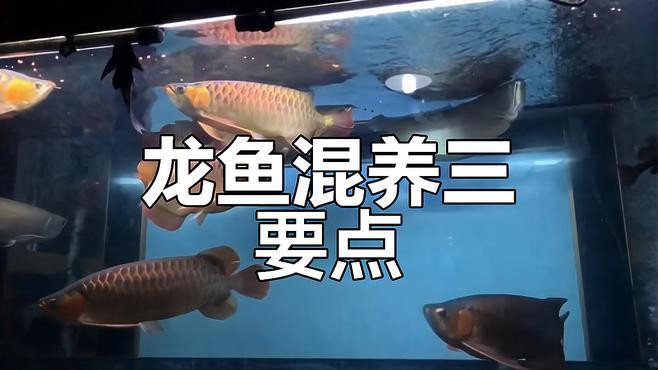 發(fā)財龍魚混養(yǎng)注意事項，發(fā)財龍魚混養(yǎng)需要多大的魚缸發(fā)財龍魚混養(yǎng)技巧