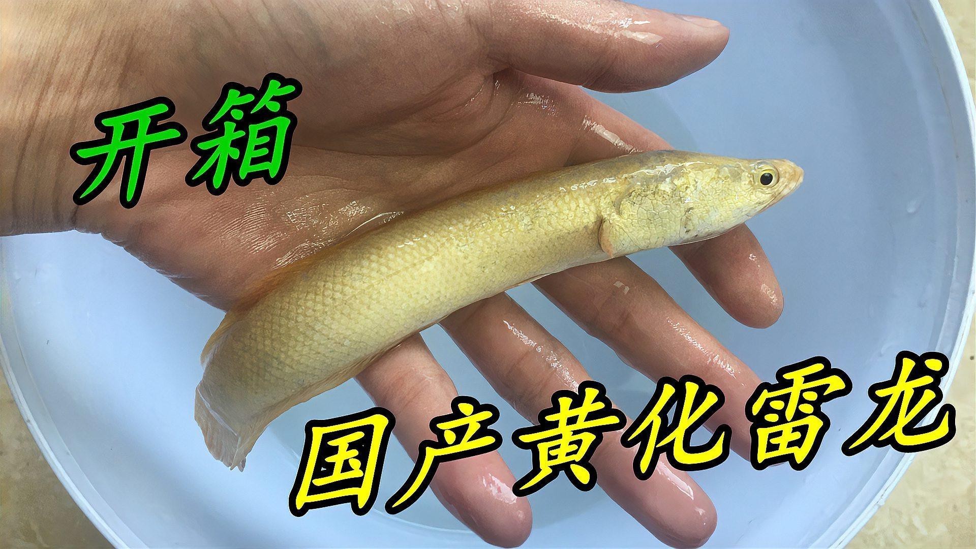 如何預防雷龍魚攻擊同類？，雷龍魚與其他觀賞魚混養可能性及注意事項犯懶大王康康