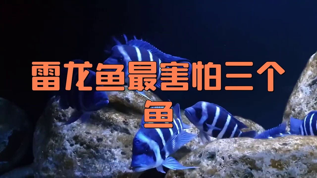 如何預(yù)防雷龍魚攻擊同類？，雷龍魚與其他觀賞魚混養(yǎng)可能性及注意事項犯懶大王康康