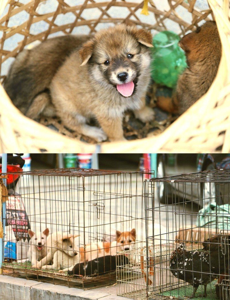 畢節水族批發市場，畢節水族批發市場發展現狀與特色