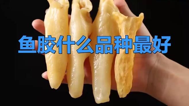什么魚膠最好，《什么魚膠最好》