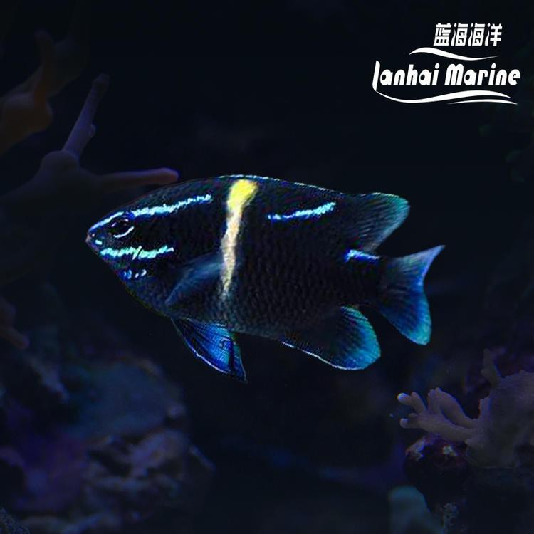 海安龍魚店，海安有沒有專門的海安龍魚店 海安龍魚店，海安有沒有專門的海安龍魚店 全國水族館企業(yè)名錄 第11張