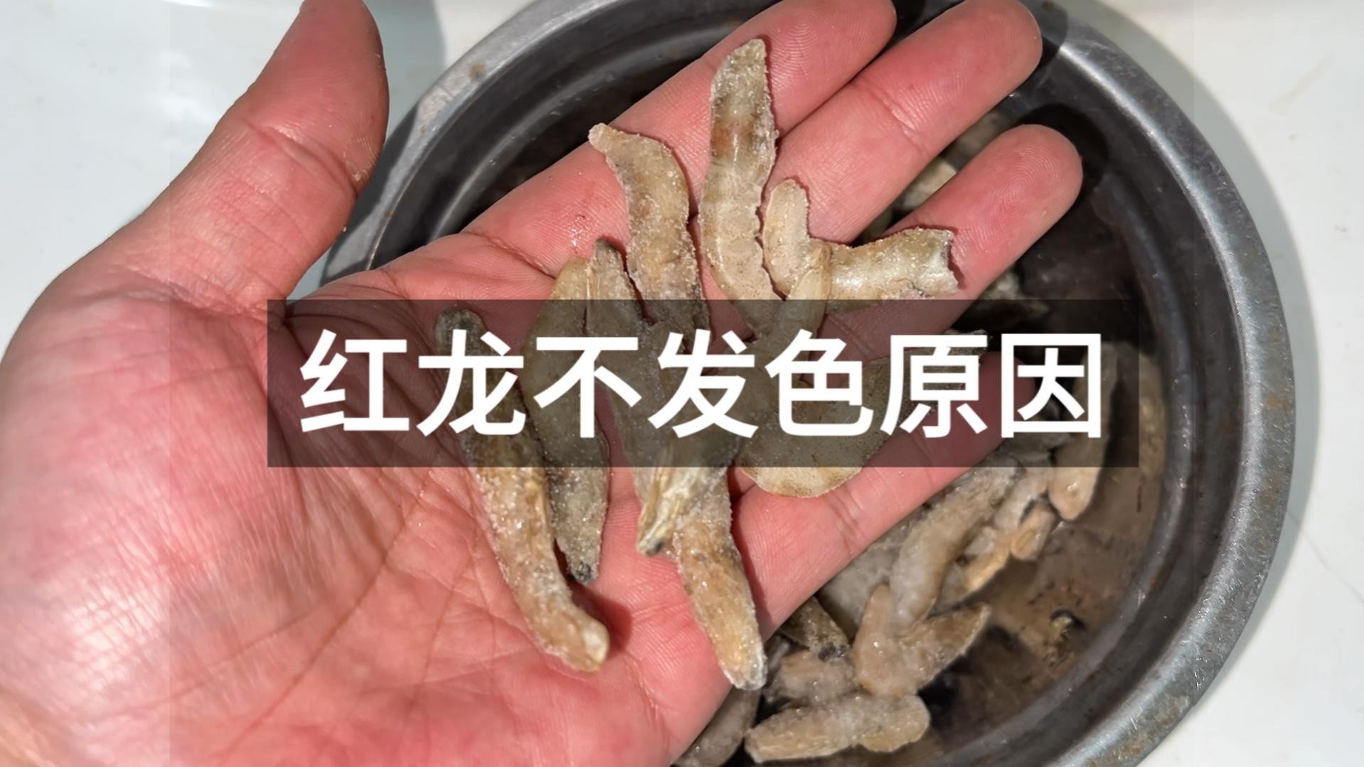哪些因素會影響古典金龍魚發色？，影響古典金龍魚發色的因素