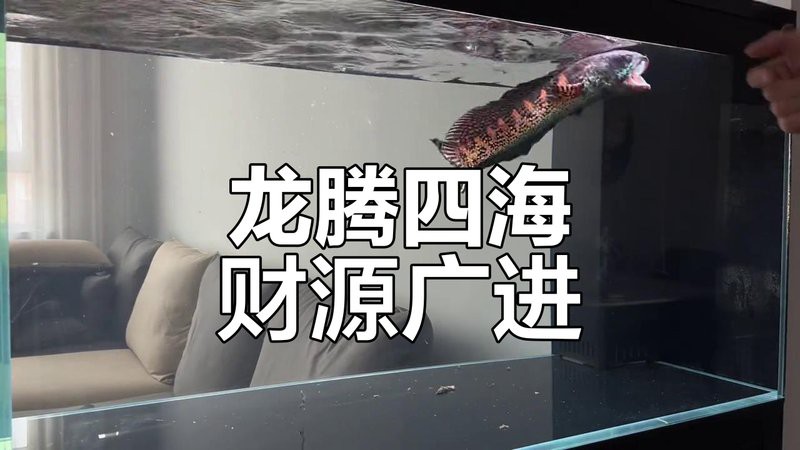 養雷龍是聚財還是破財，關于雷龍魚是否具有聚財或破財的風水效應