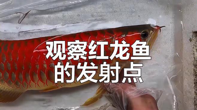 如何判斷紅龍是否發色成功，原龍工作室紅龍魚發色全過程教你輕松辨別真假紅龍魚 如何判斷紅龍是否發色成功，原龍工作室紅龍魚發色全過程教你輕松辨別真假紅龍魚 龍魚百科 第5張