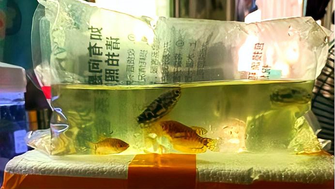 哪種龍魚對寄生蟲抵抗力最強(qiáng)？，銀龍魚看著“霸氣”其實難養(yǎng)這3個“門檻”,新手要先跨過去萌寵百科小團(tuán)團(tuán)