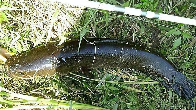 國(guó)內(nèi)最兇猛的淡水魚，中國(guó)水域中的兇猛魚類