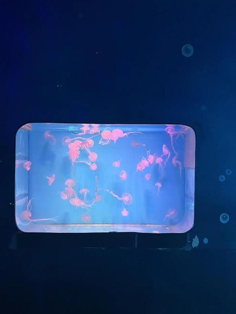日照水族店，日照市擁有多家特色水族店及相關場所為市民與游客提供豐富的選擇