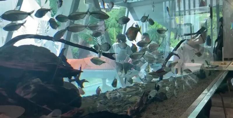 扶風(fēng)水族店，扶風(fēng)縣鑫天水族館\