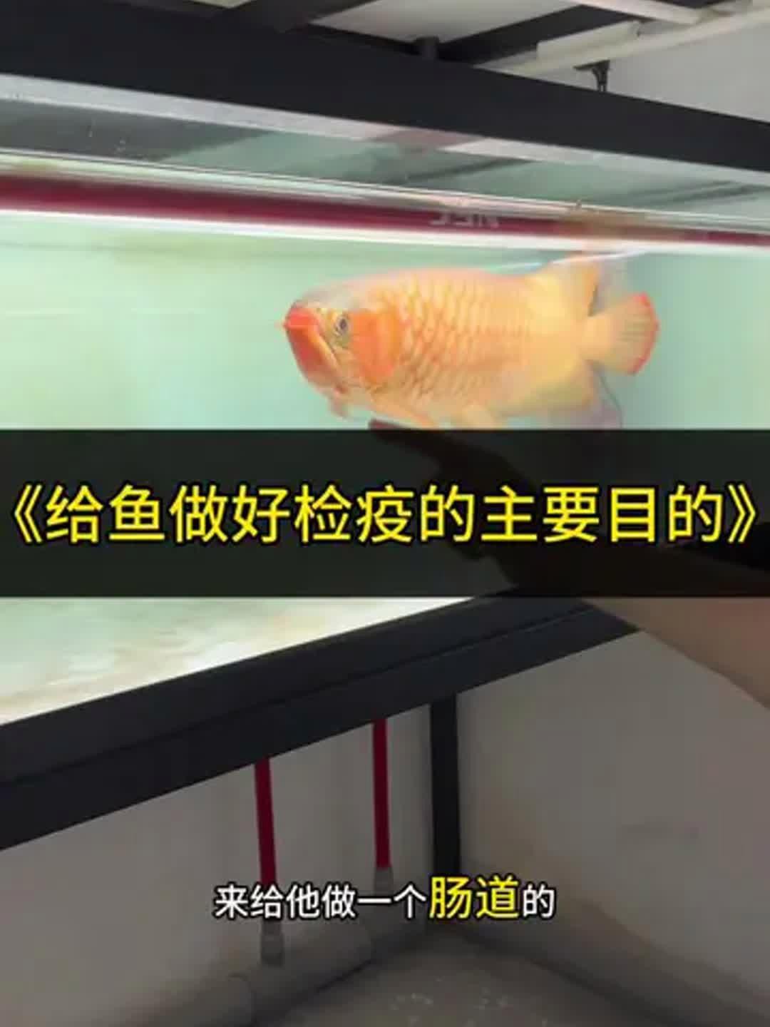 如何為龍魚進行定期檢疫？，廣州龍魚祥龍魚場