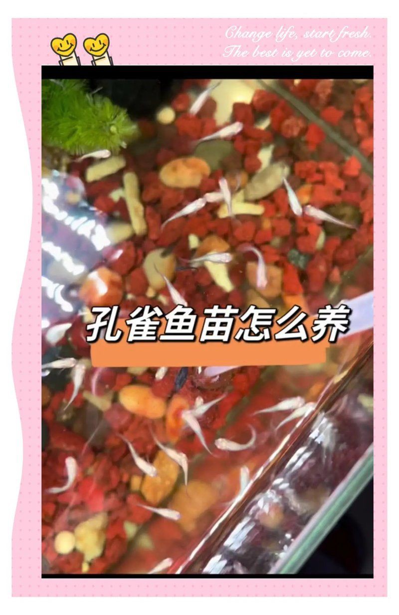 號半龍魚苗，taohua梧桃養龍魚,這8點必須牢記,養魚大全