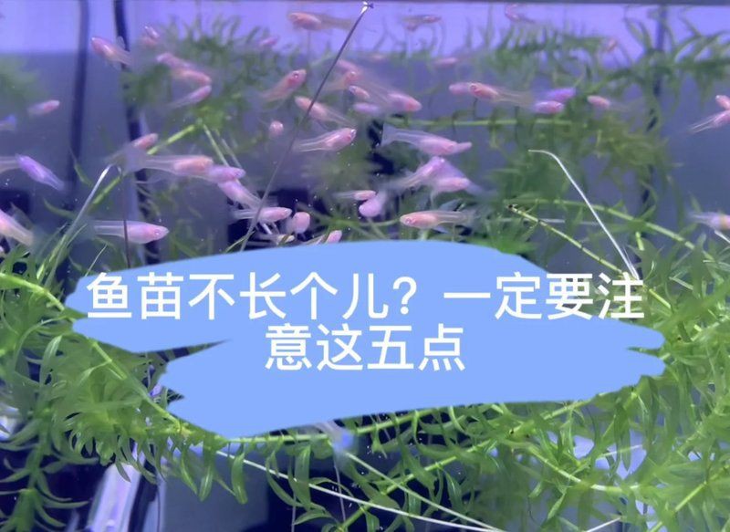 號半龍魚苗，taohua梧桃養龍魚,這8點必須牢記,養魚大全