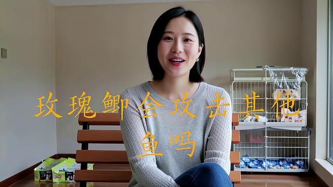 玫瑰鯽能和什么魚混養，漂亮的小魚該如何混養搭配秘籍在此對老手也有用 玫瑰鯽能和什么魚混養，漂亮的小魚該如何混養搭配秘籍在此對老手也有用 龍魚百科 第2張