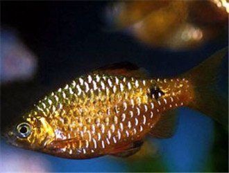 玫瑰鯽能和什么魚混養，漂亮的小魚該如何混養搭配秘籍在此對老手也有用 玫瑰鯽能和什么魚混養，漂亮的小魚該如何混養搭配秘籍在此對老手也有用 龍魚百科 第5張