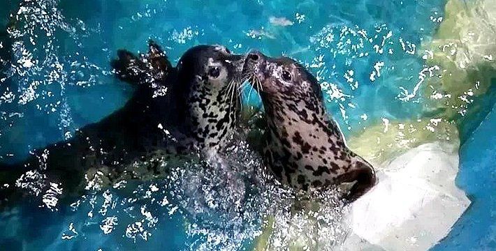 宜昌水族館，宜昌水族世界集活體驗【長江水族世界集活體驗