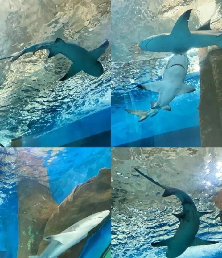 宜昌水族館，宜昌水族世界集活體驗【長江水族世界集活體驗
