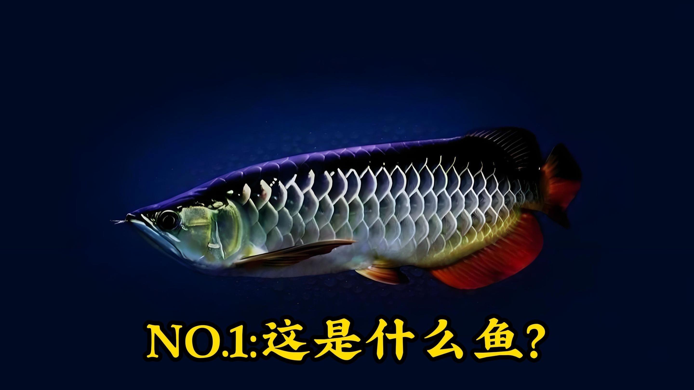 如何辨別金頭過背金龍魚的品質？，如何快速區分金頭過背金龍魚的品質