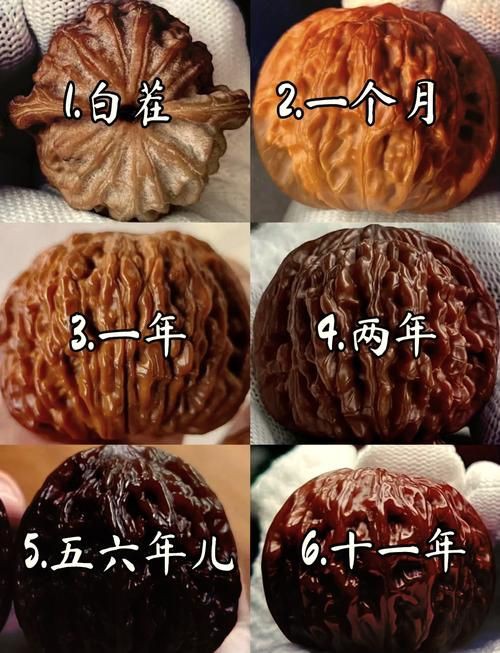 核桃分公母的圖片，《核桃分公母的圖片》核桃分公母的性別特征及鑒別方法