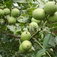 核桃分公母的圖片，《核桃分公母的圖片》核桃分公母的性別特征及鑒別方法