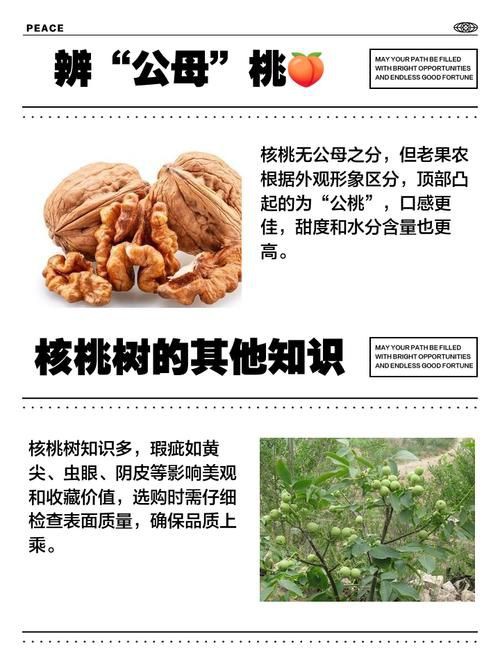 核桃分公母的圖片，《核桃分公母的圖片》核桃分公母的性別特征及鑒別方法