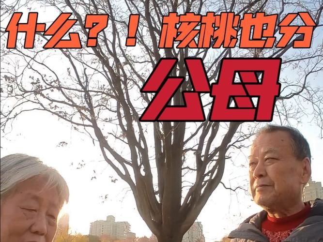 核桃分公母的圖片，《核桃分公母的圖片》核桃分公母的性別特征及鑒別方法